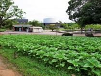 himawari_210702_03