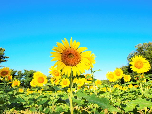 himawari_210720_01