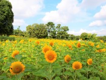 himawari_210730_02