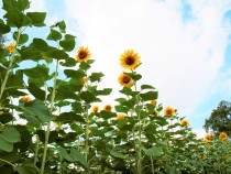 himawari_210730_03