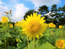 himawari_210730_05
