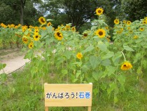 himawari_210806_04