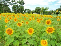 himawari_210806_05