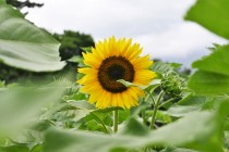 himawari_220713_04
