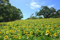 himawari_250714_03