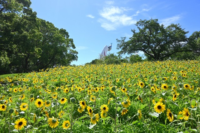 himawari_250714_03