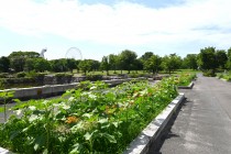 himawari_250618_02