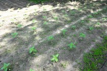himawari_250618_04