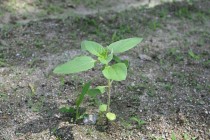 himawari_250618_04