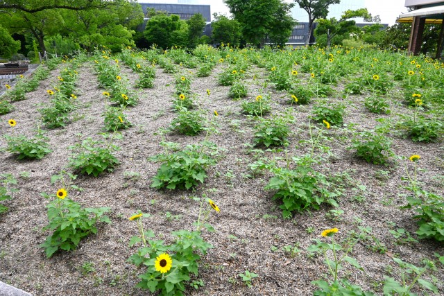himawari_250625_01