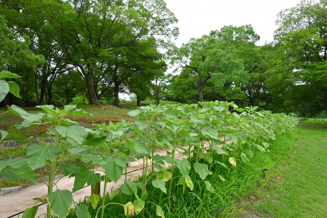 himawari_250625_03