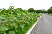 himawari_250625_04