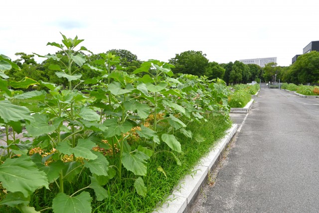 himawari_250625_04