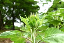 himawari_250702_02