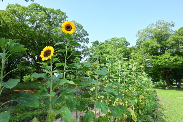 himawari_250708_01