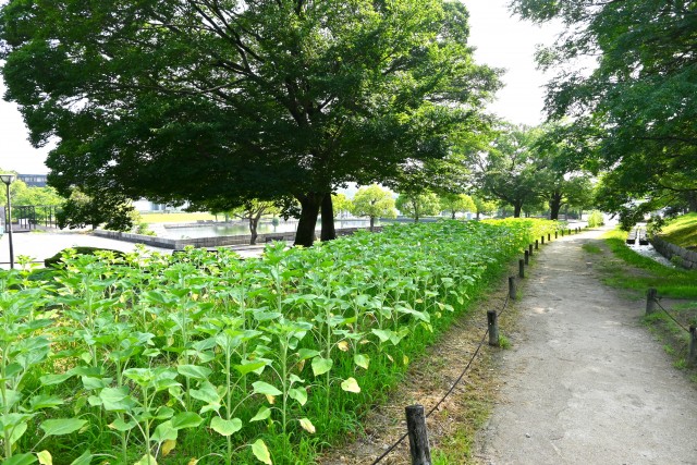 himawari_250708_04