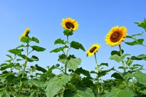 himawari_250708_08