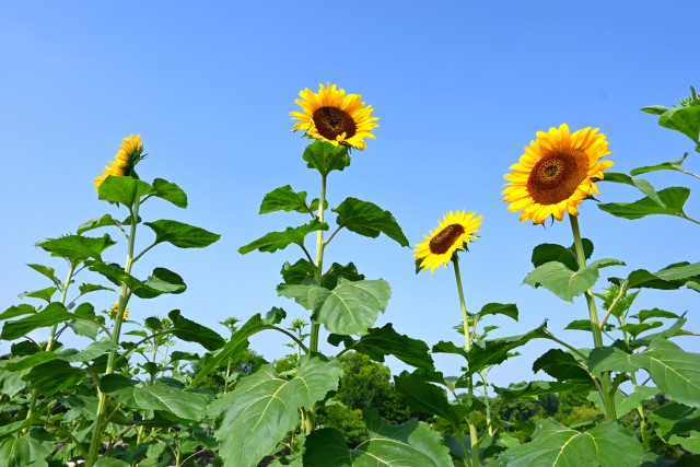 himawari_250708_08