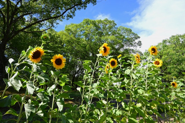 himawari_250714_01
