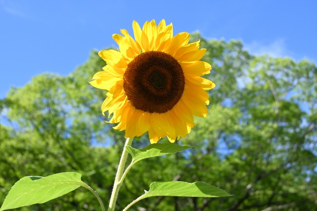 himawari_250714_02