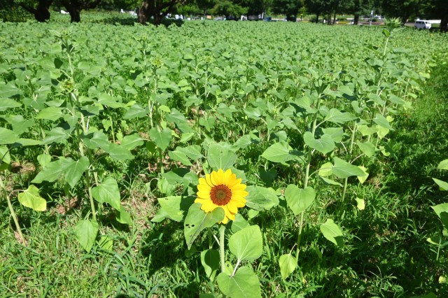 himawari_250714_04