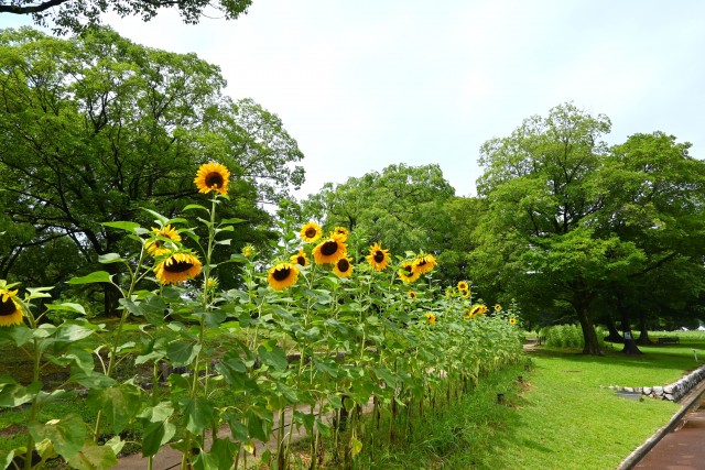 himawari_250716_01