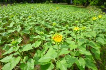himawari_250716_02