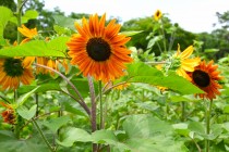 himawari_250716_05