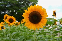 himawari_250722_02