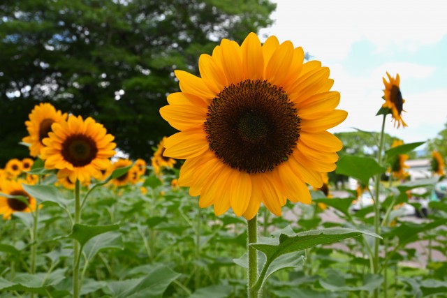 himawari_250722_02