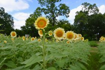 himawari_250722_03