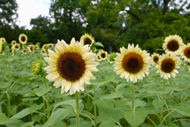 himawari_250722_04