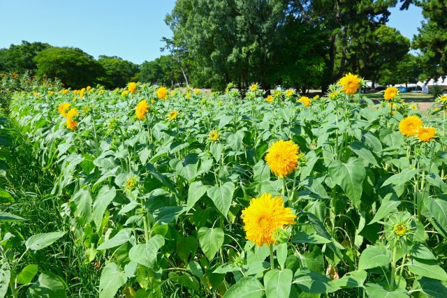 himawari_250730_03