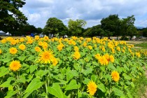 himawari_250806_05
