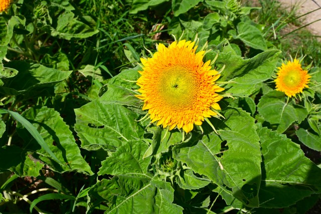 himawari_250806_06