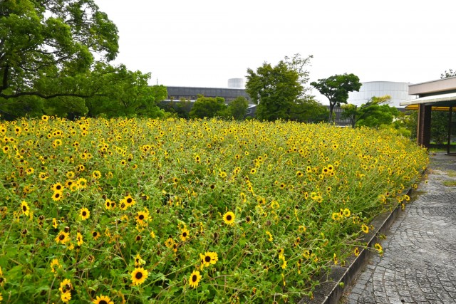 himawari_260908_01