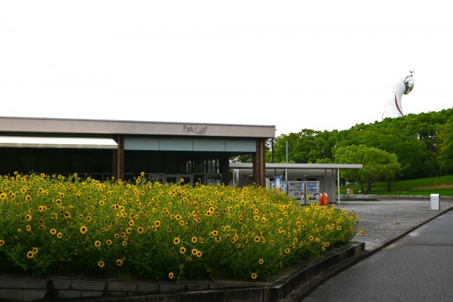 himawari_260908_02