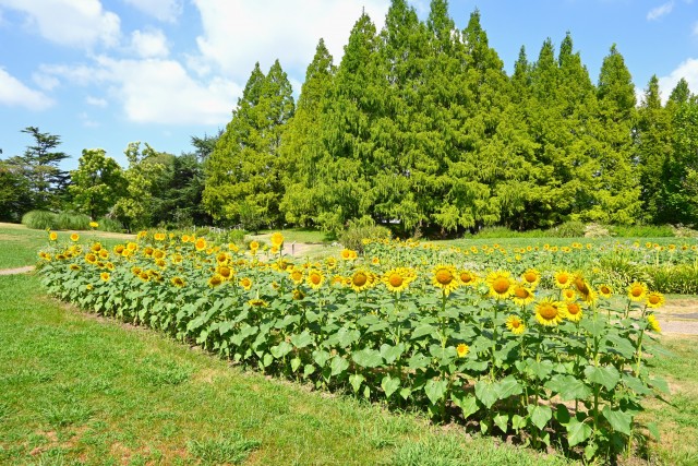 himawari_hanahakkei_250806_01