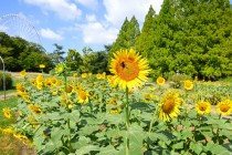 himawari_hanahakkei_250806_02