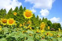 himawari_hanahakkei_250806_03