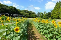 himawari_hanahakkei_250806_04