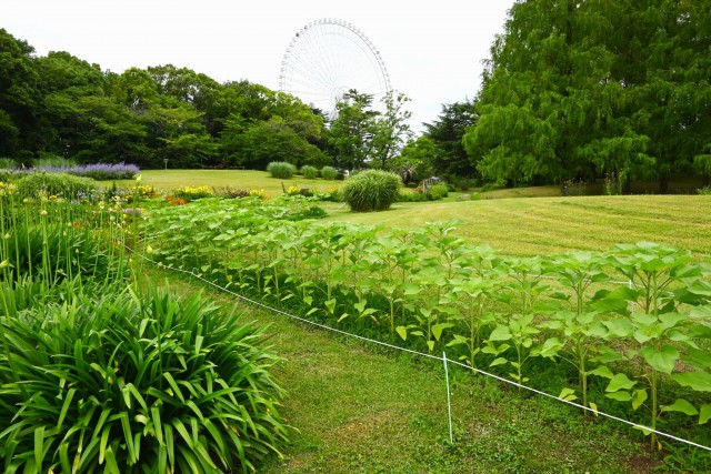 himawari_hanahakkei_260624_01