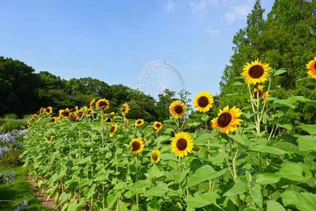 himawari_hanahakkei_260715_04
