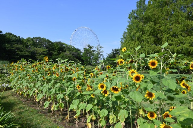 himawari_hanahakkei_260729_02