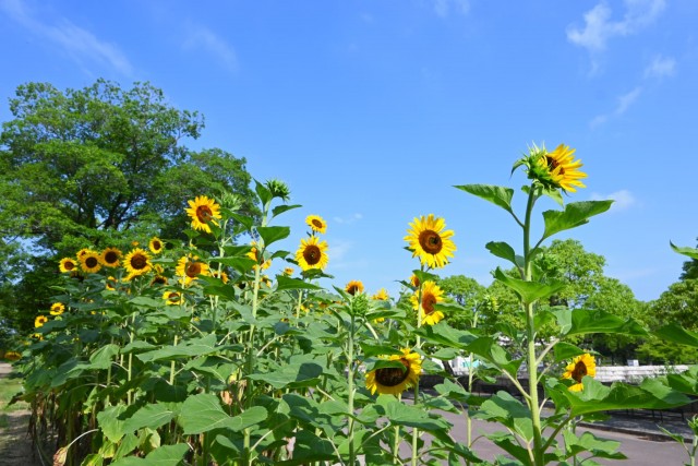 himawari_hanazono_260729_02