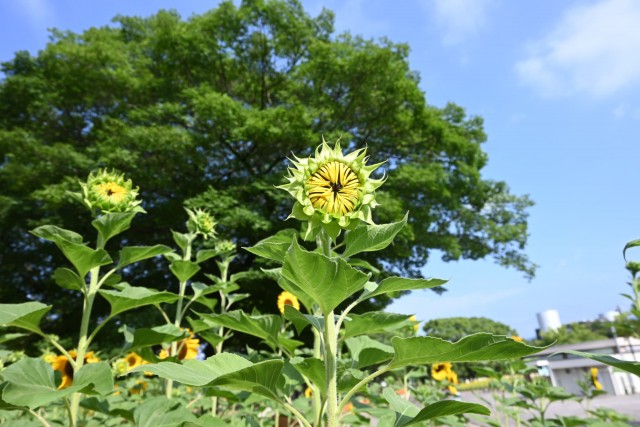 himawari_hanazono_260729_03