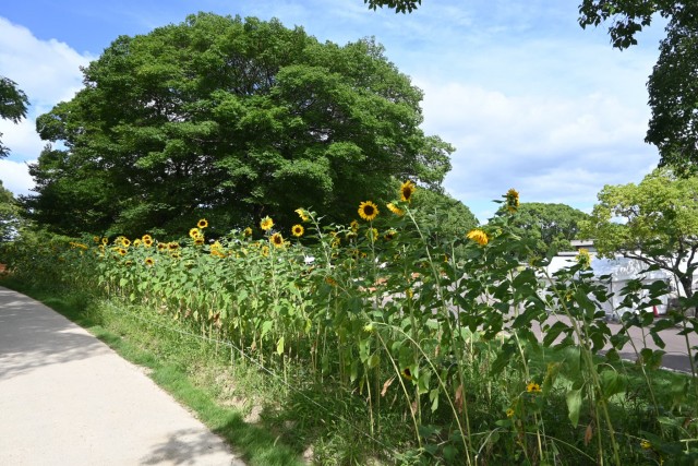 himawari_hanazono_260811_01