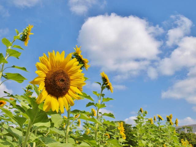 万博記念公園の「夏」