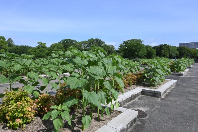 himawari_misunohiroba_260708_01