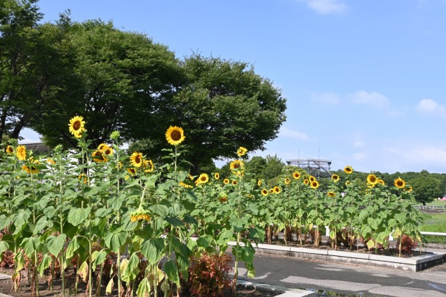 himawari_mizunohiroba_260729_03